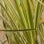 MISCANTHUS SINENSIS VARIEGATUS