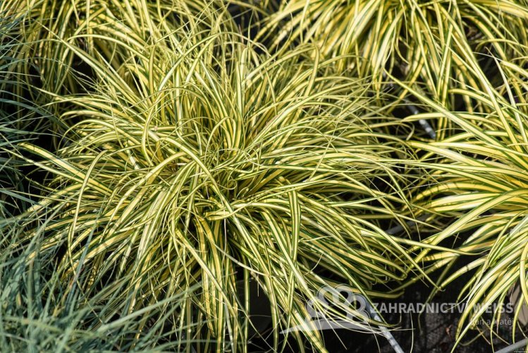 CAREX OSHIMENSIS EVERGOLD