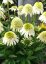 ECHINACEA PURPUREA - DELICIOUS NOUGAT