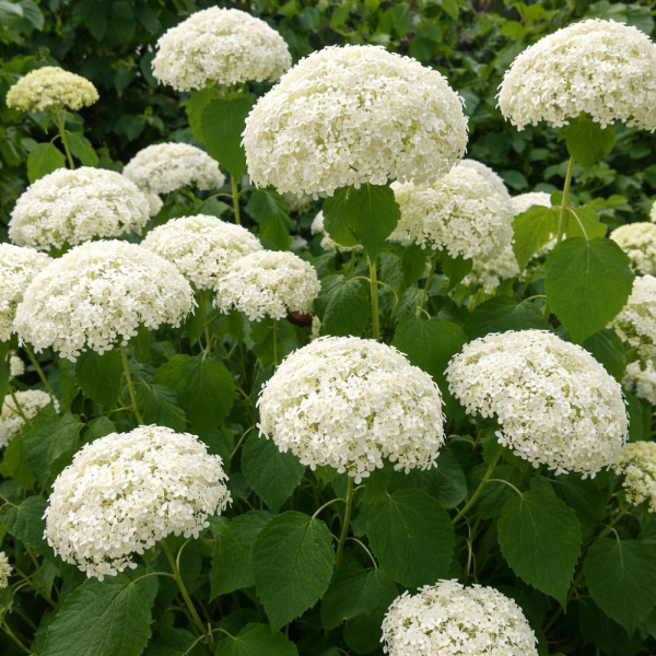 HORTENZIE STROMKOVITÁ - HYDRANGEA ARBORESCENS ANNABELLE
