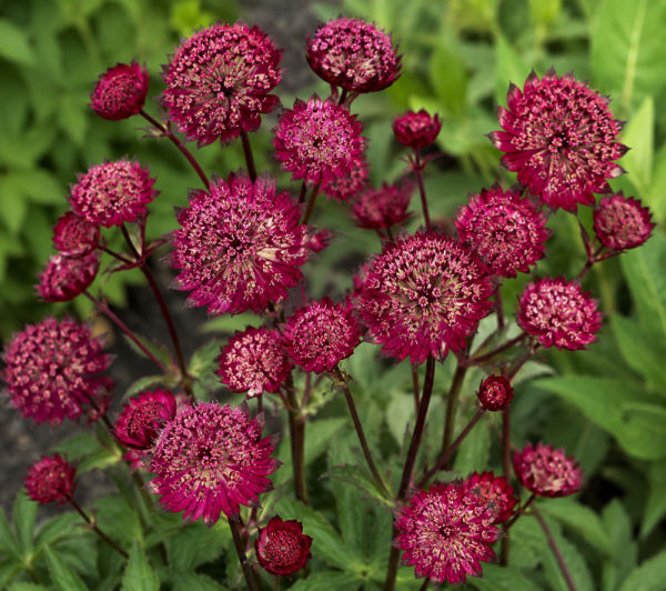 JARMANKA - ASTRANTIA MAJOR RED BUTTON