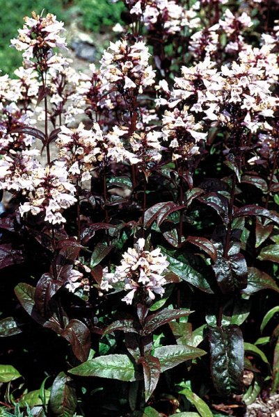 PENSTEMON DIGITALIS HUSKER RED