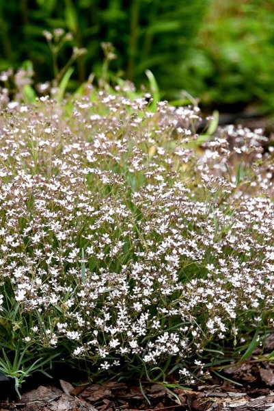 GYPSOPHILA REPENS KNUDDEL WHITE