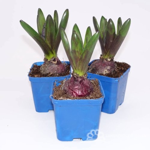 HYACINT