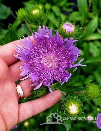 STOKESIA LAEVIS MEL´S BLUE