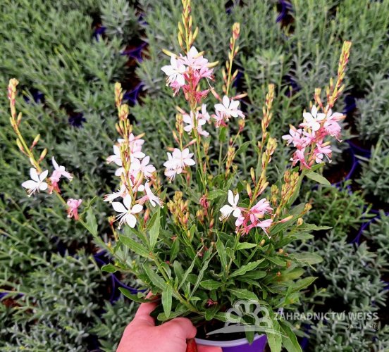GAURA LINDHEIMERI - GRACEFUL WHITE