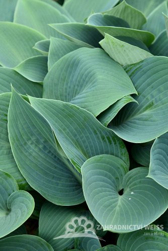 HOSTA  "HALCYON"
