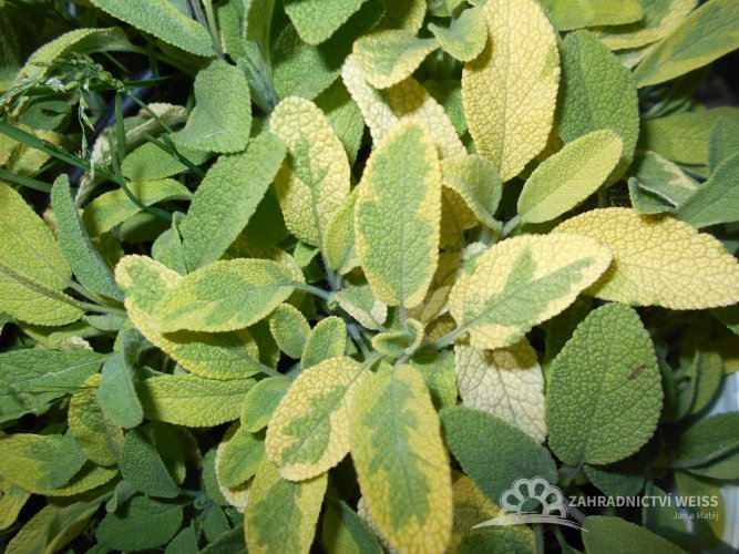 ŠALVĚJ ZLATÁ - SALVIA OFFICINALIS ICTERINA