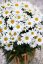 KOPRETINA - LEUCANTHEMUM WESTERN STAR LEO