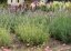 LEVANDULE - LAVANDULA ANGUSTIFOLIA " PLATINUM BLONE"