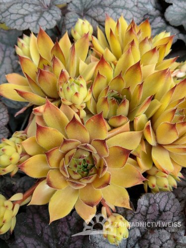 NETŘESK - SEMPERVIVUM HYBRIDA LEO