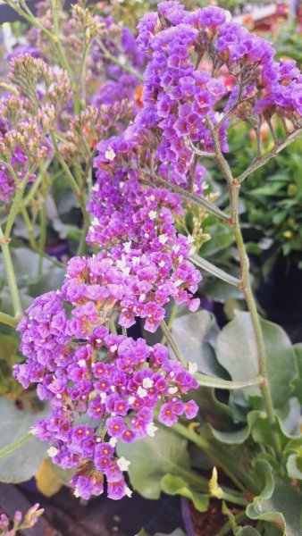 LIMONIUM LATIFOLIUM - STATICE