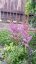 ČECHRAVA - ASTILBE CHINENSIS PUMILA