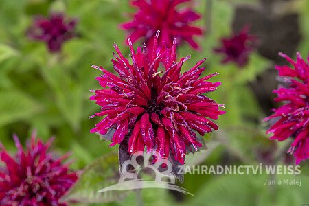 MONARDA "DIDYMA FIREBALL"