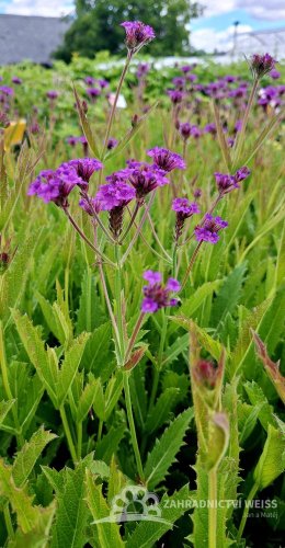 SPORÝŠ - VERBENA RIGIDA VENOSA LILAC