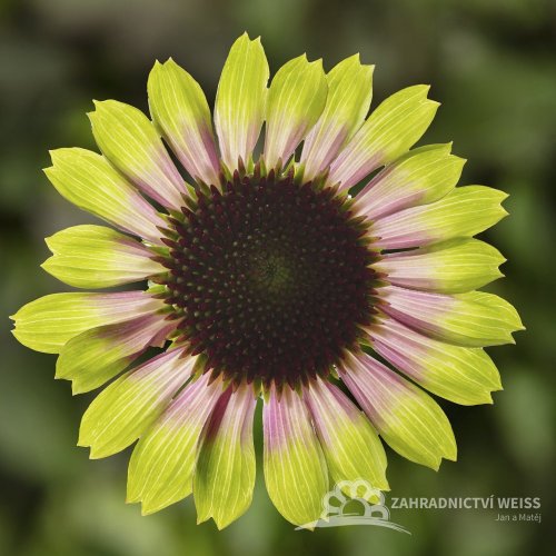 ECHINACEA PURP. PRAIRIE BLAZE VINTAGE LIME