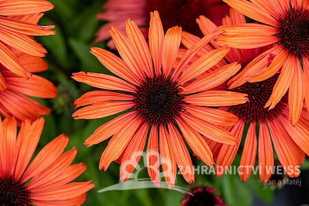 ECHINACEA SUNMAGIC VINTAGE ORANGE