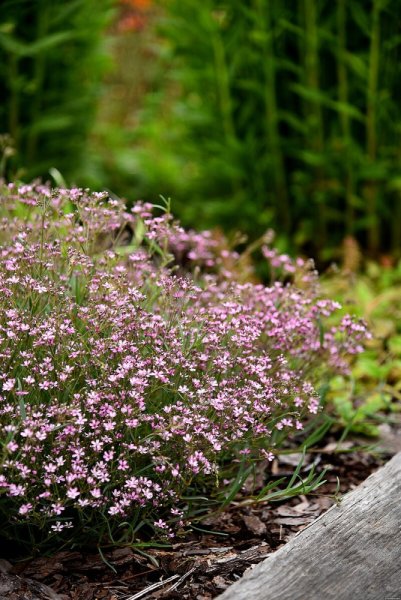 ŠATÉR PLAZIVÝ - GYPSOPHILA REPENS KNUDDEL