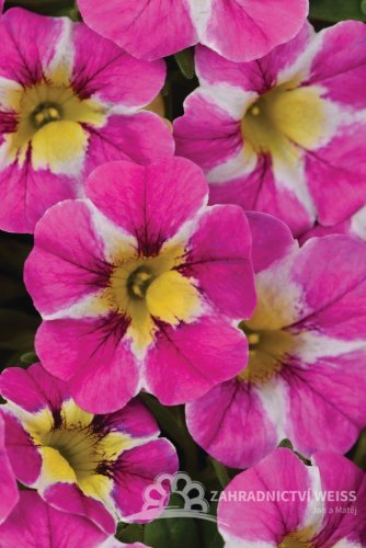 MILLIONBELLS - CANDY SHOP BOUQUET CRUSH