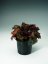 HEUCHERA - DLUŽICHA - "PALACE PURPLE"