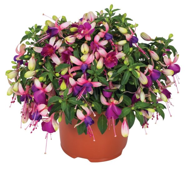 FUCHSIE - FUCHSIA BALLERINA® BRISEL