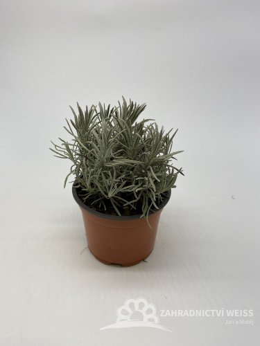 LEVANDULE PROSTŘEDNÁ - LAVANDULA PHENOMENAL