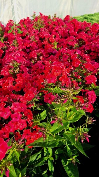 PHLOX PANICULATA - FLAME WATERMELON ®