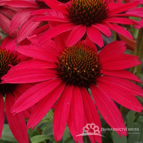 ECHINACEA GLOWING DREAM