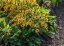 RUDBECKIA SUN KA CHING