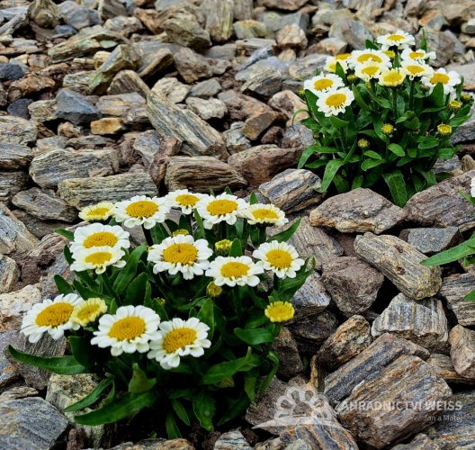 KOPRETINA LEUCANTHEMUM x SUPER. SWEET DAISY SHELLY