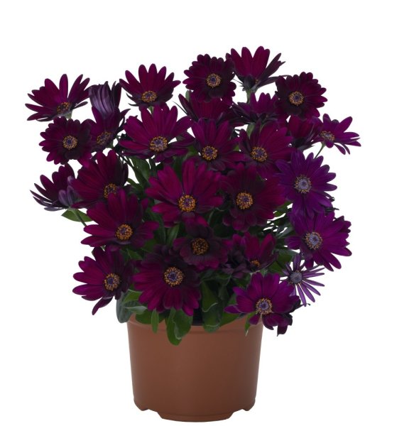 OSTEOSPERMUM MARGARITA DARK PURPLE