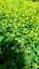 KONTRYHEL RUDONOHÝ - ALCHEMILLA ERYTHROPODA ALMA