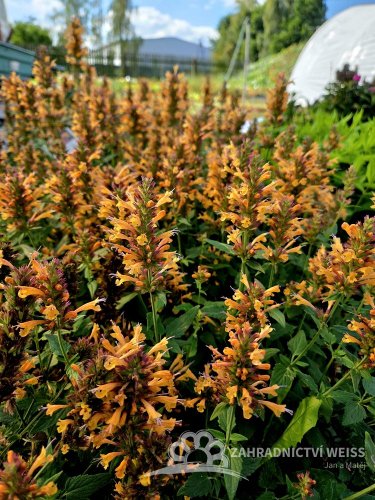 AGASTACHE HYBRIDA - KUDOS MANDARIN - ORANŽOVÝ