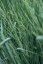 PROSO PRUTNATÉ –  PANICUM VIRGATUM BLUE FOUNTAIN
