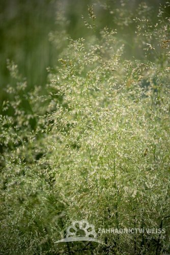 METLICE TRSNATÁ - DESCHAMPSIA CAESPITOSA PALAVA