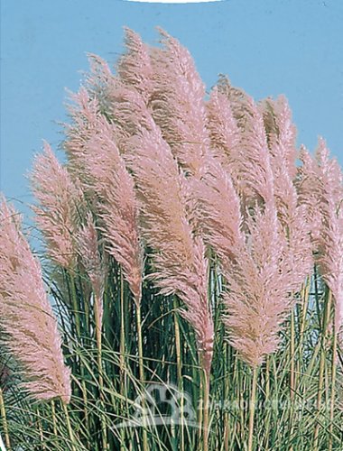 PAMPOVÁ TRÁVA - CORTADERIA SELLOANA  - RŮŽOVÁ