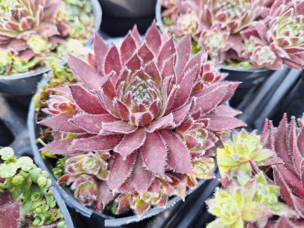 NETŘESK - SEMPERVIVUM HYB. CORSAIR