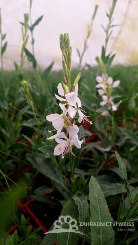 GAURA KARALEE WHITE - SVÍČKOVEC BÍLÝ