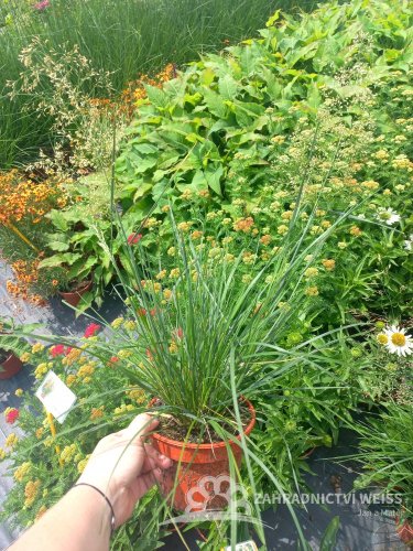 METLICE TRSNATÁ - DESCHAMPSIA CAESPITOSA PALAVA