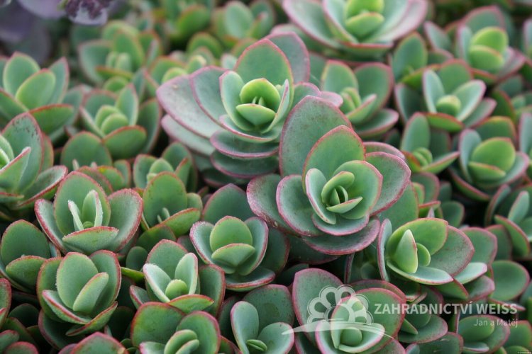 SEDUM SUNSPARKLER " LIME ZINGER"  ®