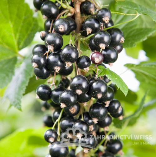 ČERNÝ STROMKOVÝ  RYBÍZ -"ÖJEBYN"