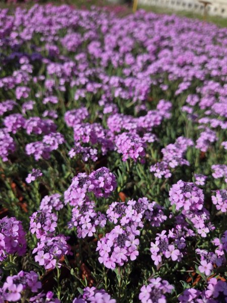 AETHIONEMA ARMENUM „WARLEY ROSE- SIVUTKA ARMÉNSKÁ