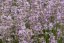 LEVANDULE RŮŽOVÁ - LAVANDULA ANGUSTIFOLIA "ROSEA"