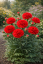 KARAFIÁT - DIANTHUS CARYOPHYLLUS CODE ® BRIGHT RED