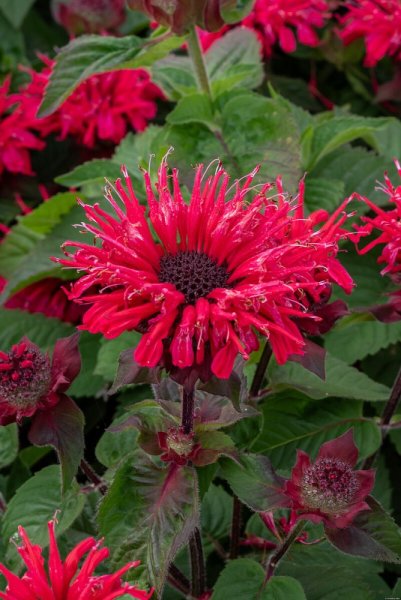 MONARDA HYBRIDA BEE-HAPPY