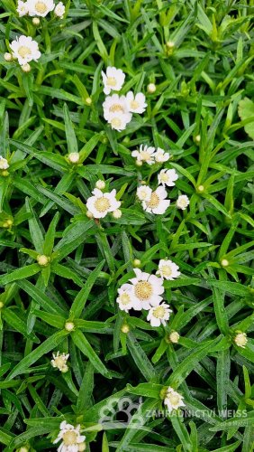 ŘEBŘÍČEK BERTRÁM - ACHILLEA PTARMICA NANA COMPACTA
