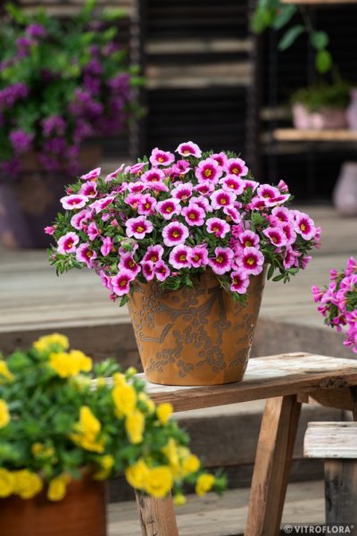 MILLION BELLS METRO EARLY LIGHT PINK EYE