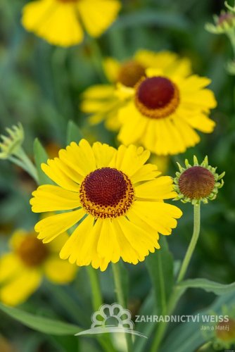 HELENIUM HYBR. WESERGOLD