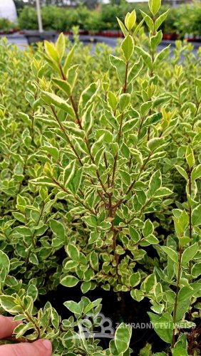 LIGUSTRUM OVALIFOLIUM - ARGENTEUM - ZELENO-BÍLÉ
