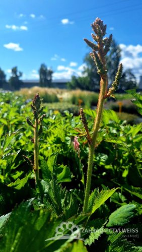 ČECHRAVA - ASTILBE CHINENSIS PUMILA